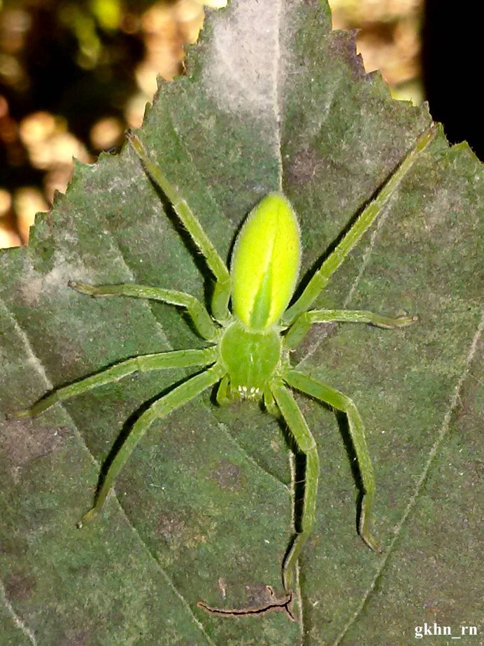 Самец паука Ebrechtella tricuspidata
