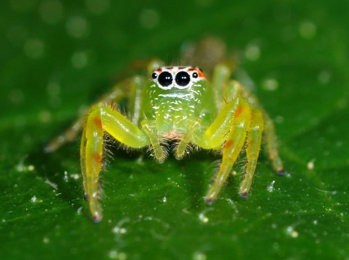Банановый паук (Micrommata virescens