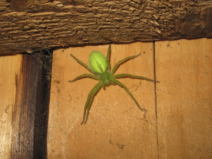 Ebrechtella tricuspidata паук