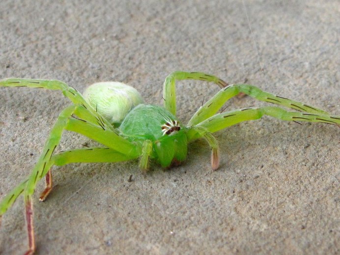 Micrommata virescens