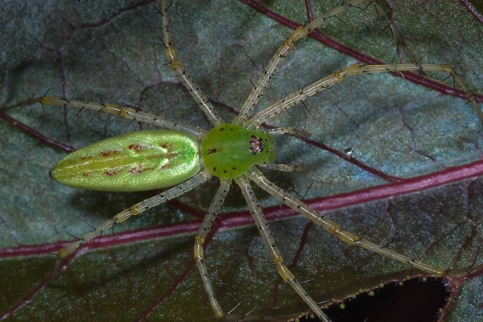 Паук Araniella cucurbitina