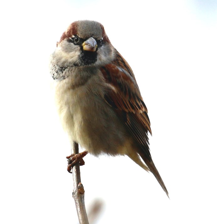 Sparrow на белом фоне
