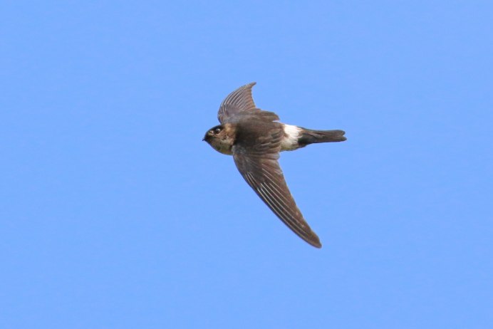 Aerodramus spodiopygius