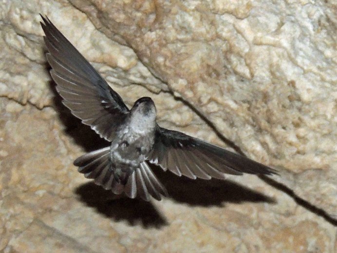 Aerodramus terraereginae — австралийская Салангана
