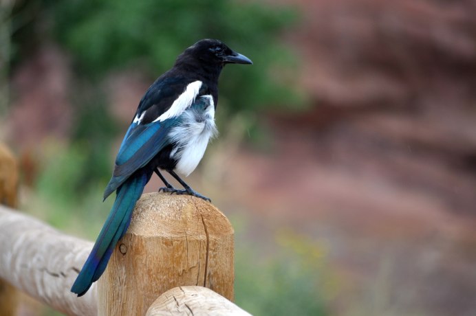Copsychus saularis