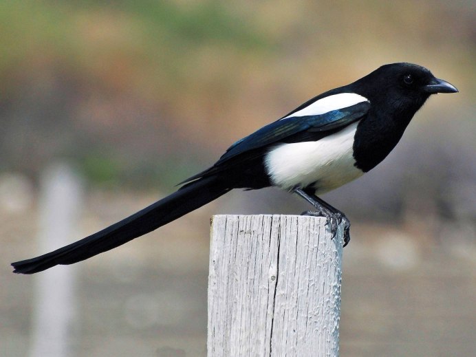 Copsychus fulicatus
