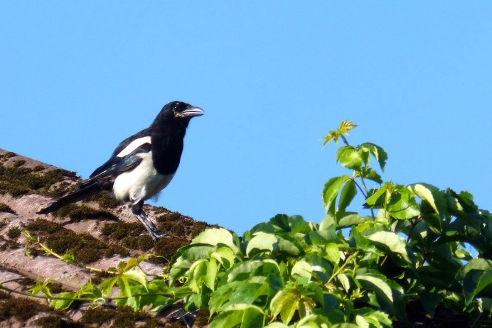 Сорока Magpie
