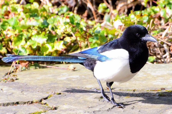 Montrose Magpies