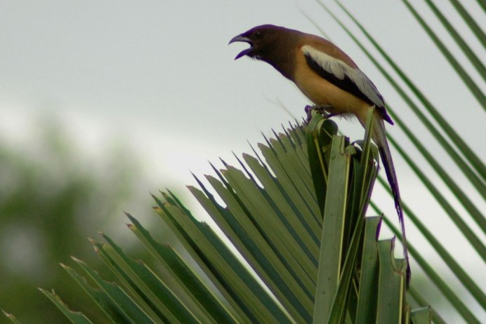 Paradisaea Rudolphi
