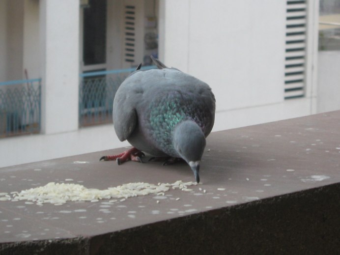 Голуби клюют зерно