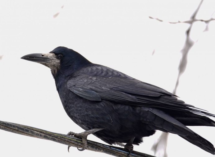 Черная ворона (Corvus Corone)