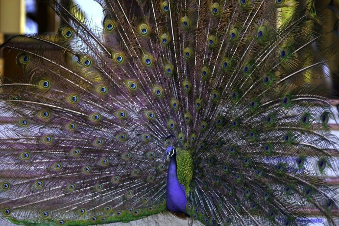 Павлин (Pavo cristatus)