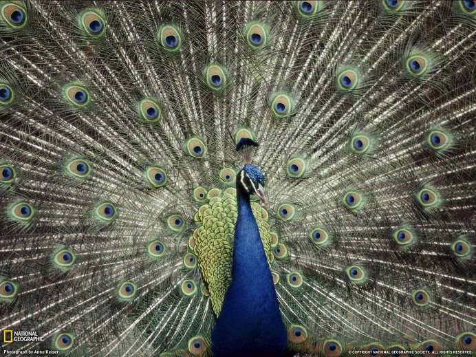 Павлин (Pavo cristatus)