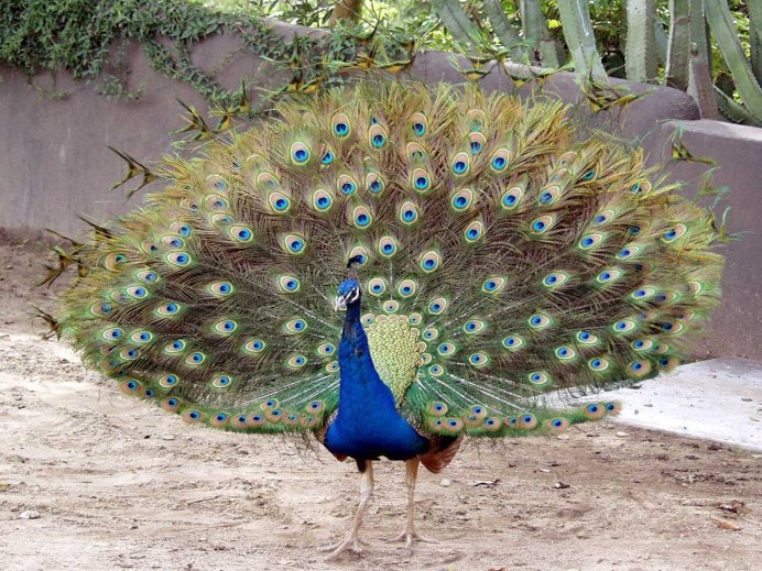 Индийский Павлин / Pavo cristatus