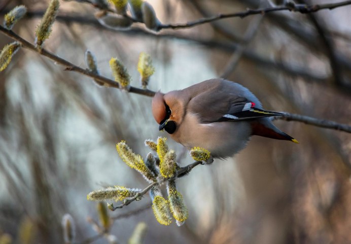 Свиристель обыкновенный (Bombycilla garrulus)