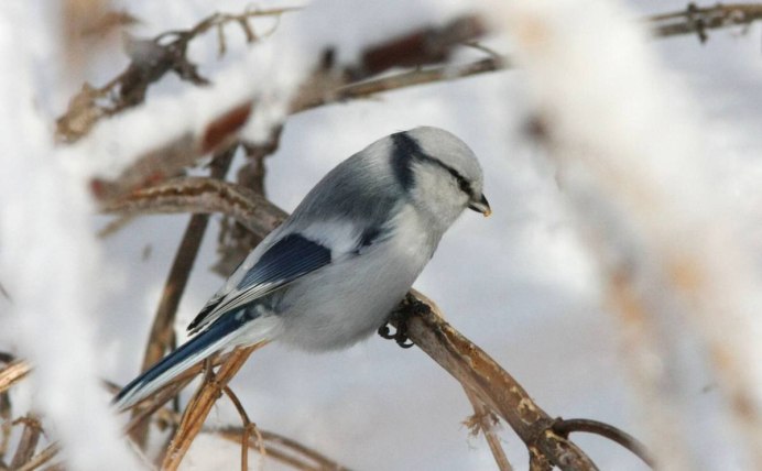 Carduelis Carduelis