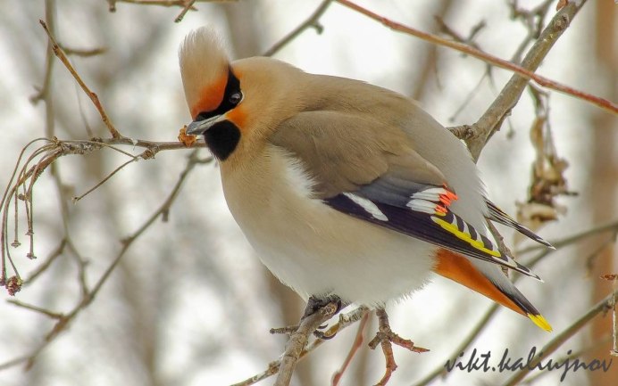 Обыкновенный щегол Carduelis Carduelis