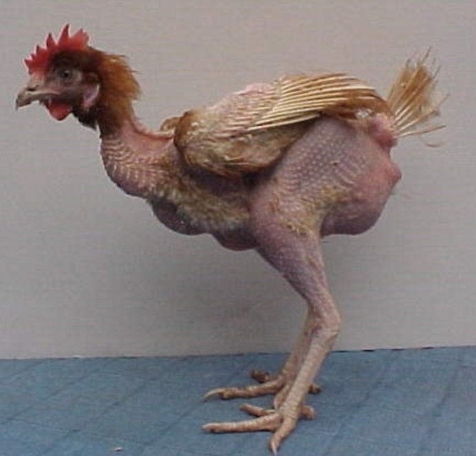 Лысый попугай корелла