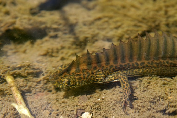 Малоазиатский Тритон (Triturus vittatus)