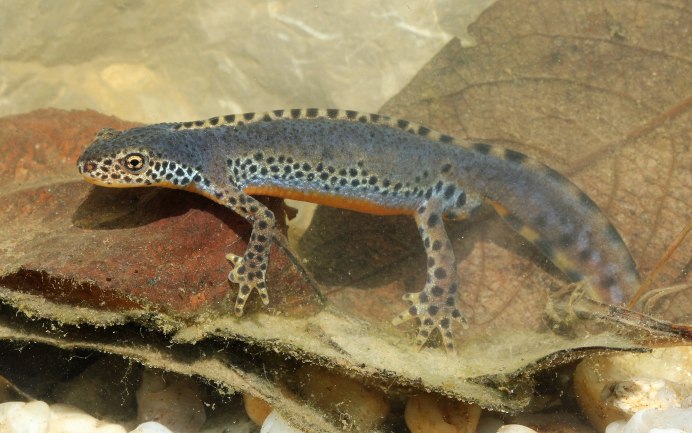 Triturus cristatus гребенчатый Тритон