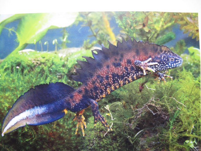 Обыкновенный Тритон (Triturus vulgaris)