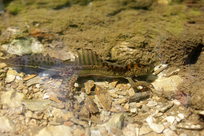 Малоазиатский Тритон (Triturus vittatus)