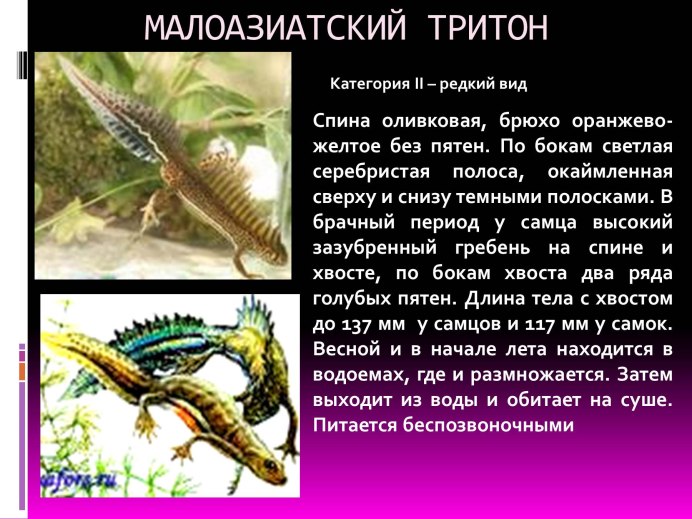 Гребенчатый Тритон