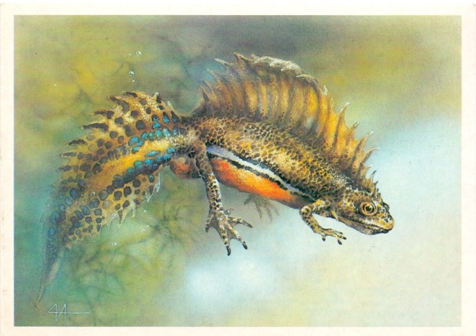 Тритон Карелина (Triturus karelinii)