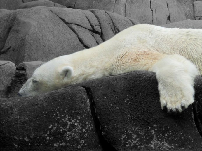 Белый медведь WWF