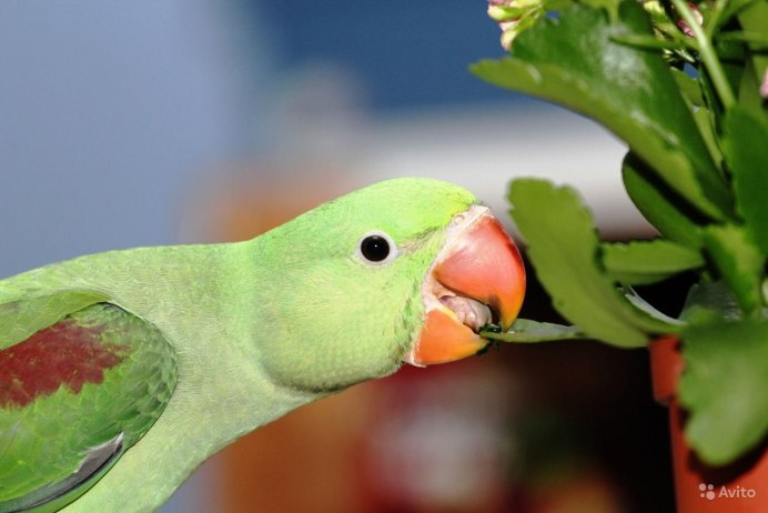 Жако и ожереловый попугай