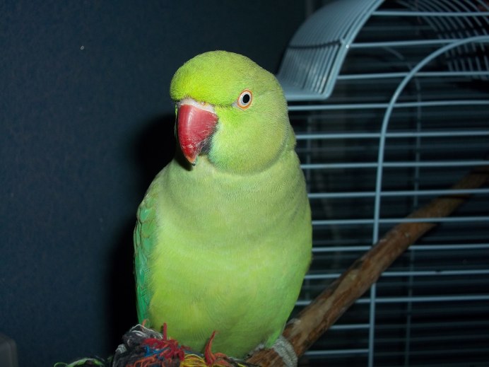 Ожереловый попугай фото мальчика