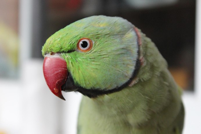 Ожереловый попугай зеленый
