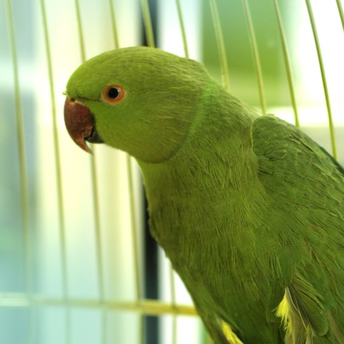 Попугай кольчатый ожереловый самка