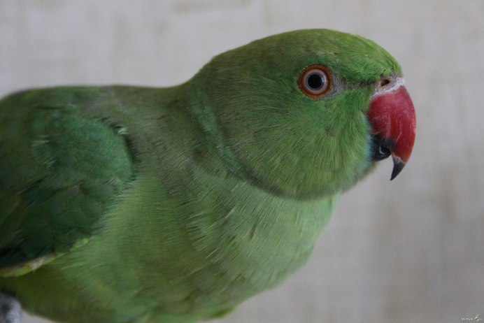 Ожереловый попугай ручной