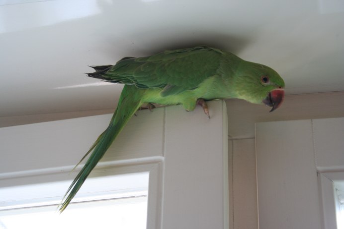 Ожереловый попугай голубой