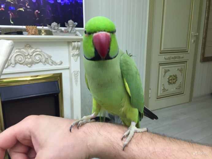 Ожереловый попугай бирюзовый