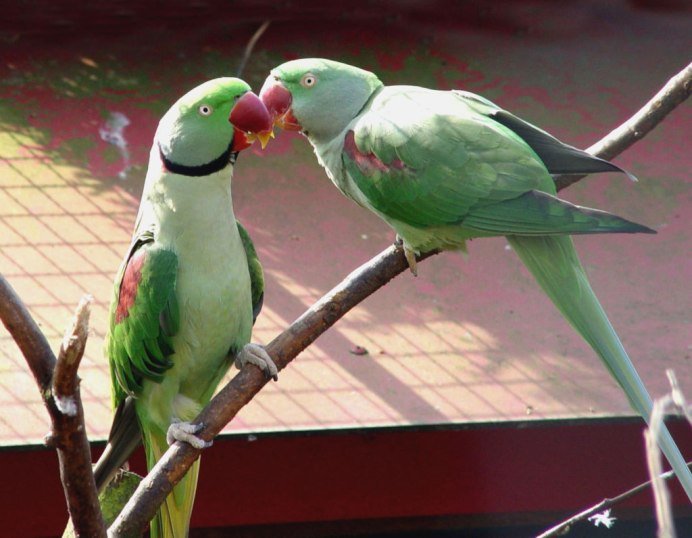 Ожереловый попугай зеленый