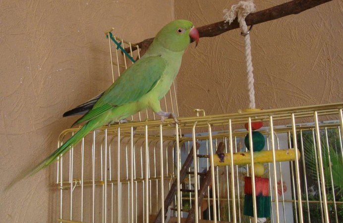 Попугай кольчатый ожереловый