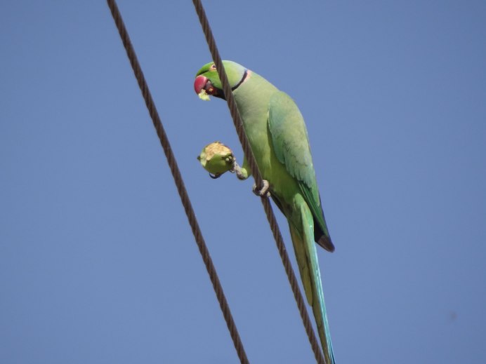 Ожереловый попугай и корелла