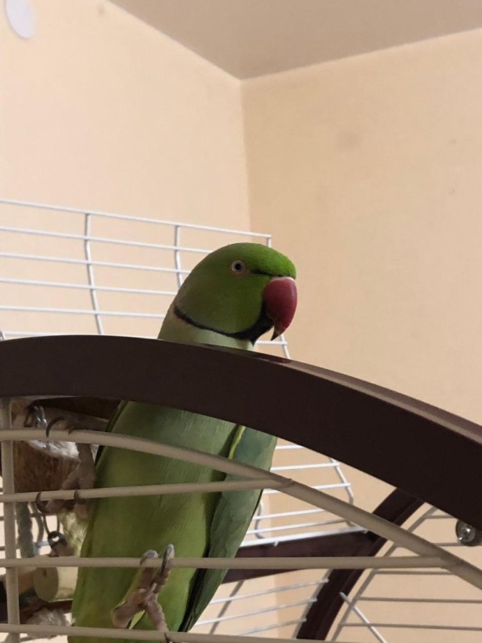 Ожереловый попугай