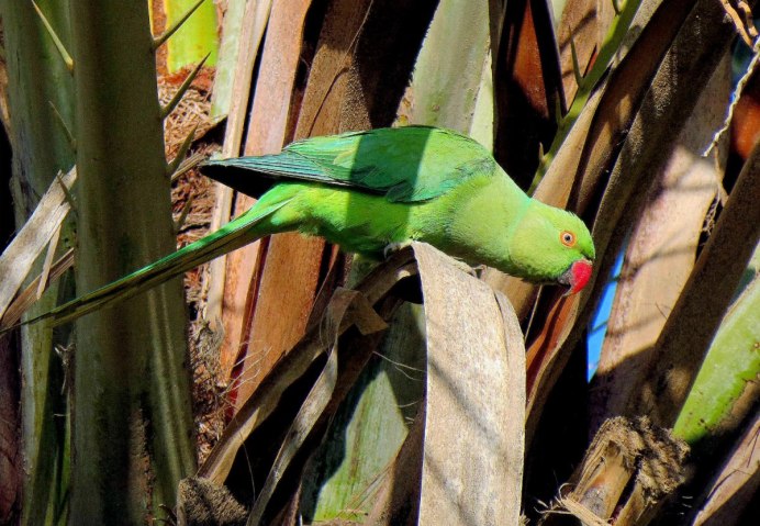 Ожереловый попугай