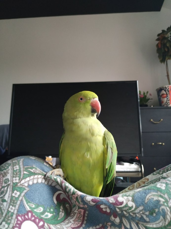 Ожереловый попугай