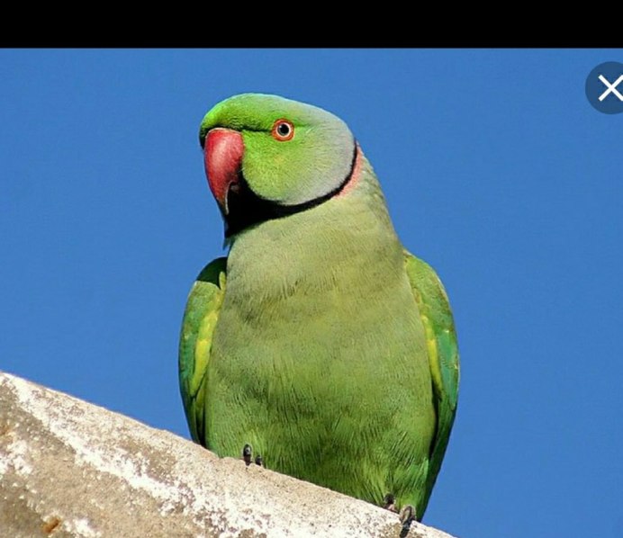 Серый ожереловый попугай