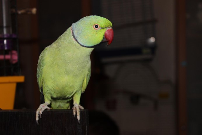 Ожереловый попугай