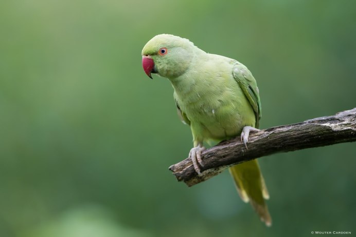 Индийский кольчатый попугай