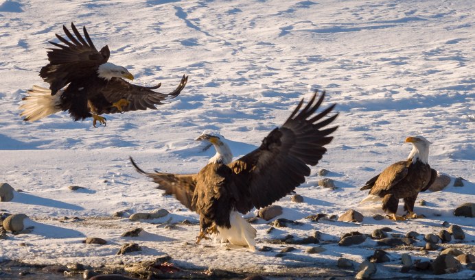 Kappic Eagles