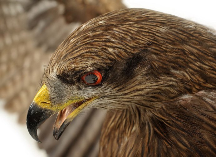 Milvus Migrans head.