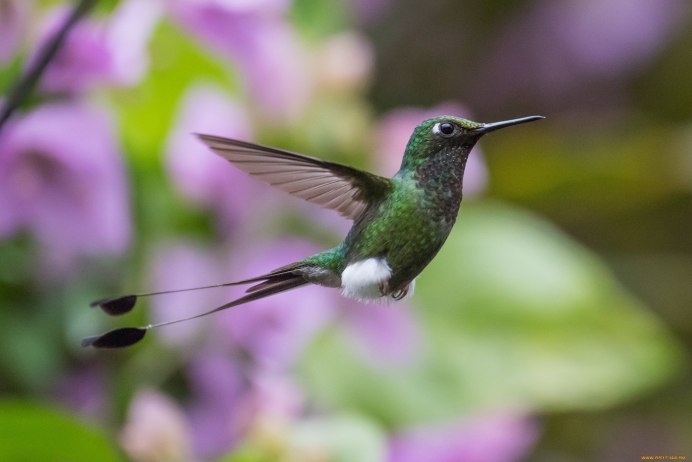 Тропические птицы Колибри