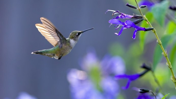 Колибри птичка Живая