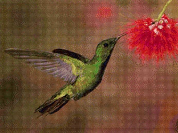 Птичка Колибри